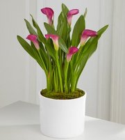 Exquisite Grace Calla Lily Plant 6,5" Exquisite Grace Calla Lily Plant 6,5"