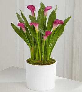 Exquisite Grace Calla Lily Plant 6,5"