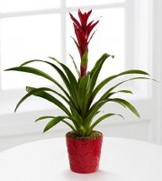 Paradise Blooms Bromeliad Plants Paradise Blooms Bromeliad Plants