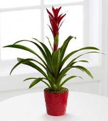 Paradise Blooms Bromeliad Plants