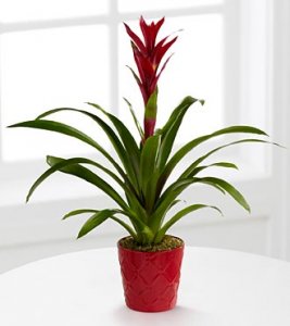 Paradise Blooms Bromeliad Plants  Paradise Blooms Bromeliad Plants