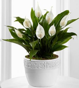 Calming Grace Peace Lily