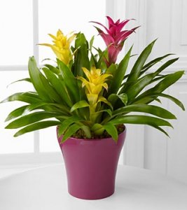 Tropical Traditions Bromeliad Garden Tropical Traditions Bromeliad Garden