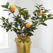 Citrus Sightings Lemon Tree Citrus Sightings Lemon Tree
