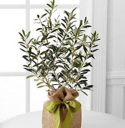 Peaceful Path Olive Tree Peaceful Path Olive Tree