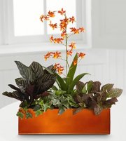 Vibrant Beauty Windowbox Vibrant Beauty Windowbox