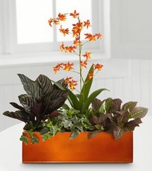 Vibrant Beauty Windowbox