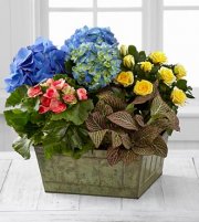 Style Elements Dishgarden Style Elements Dishgarden