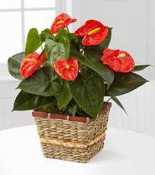 Autumn Radiance Anthurium Plant  Autumn Radiance Anthurium Plant
