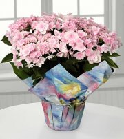 Pleasing In Pink Hydrangea Pleasing In Pink Hydrangea