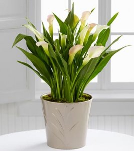 The Cala Lily Plant