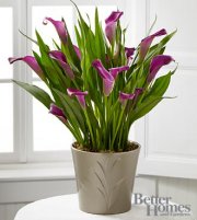 Lovely Life Calla Lily Plant Lovely Life Calla Lily Plant