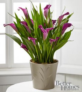 Lovely Life Calla Lily Plant