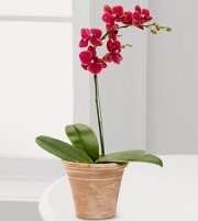 Crimson Skies Orchid Crimson Skies Orchid