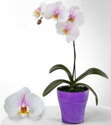 True Inspirations Phalaenopsis Orchid True Inspirations Phalaenopsis Orchid
