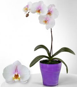 True Inspirations Phalaenopsis Orchid True Inspirations Phalaenopsis Orchid