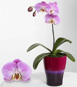 Sweet Sensation Phalaenopsis Orchid