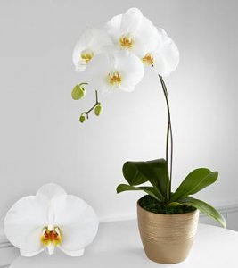 Graceful Greetings Phalaenopsis Orchid