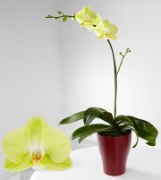 Spark Of Happiness Phalaenopsis Orchid Spark Of Happiness Phalaenopsis Orchid