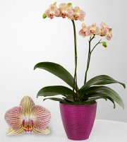 Hopeful Tomorrows Phalaenopsis Orchid Hopeful Tomorrows Phalaenopsis Orchid