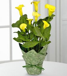 Delightful Day Calla Lily Plant  Delightful Day Calla Lily Plant