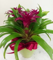 Red Bromeliad Plant - 3 Blooms Red Bromeliad Plant - 3 Blooms