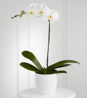 White Orchid Planter White Orchid Planter