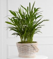 Deeply adored Palm Planter Deeply adored Palm Planter
