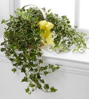 Solace Ivy Planter Solace Ivy Planter