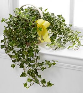 Solace Ivy Planter