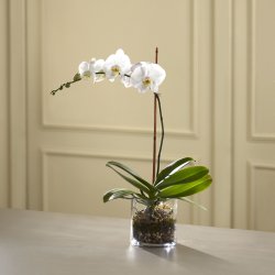 White Orchid Planter