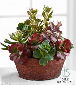 Succulent Dish Garden