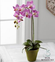 Purple Phalaenopsis Orchid Plant Purple Phalaenopsis Orchid Plant