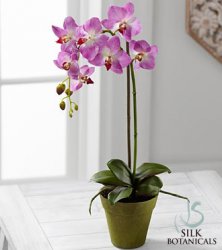 Purple Phalaenopsis Orchid Plant