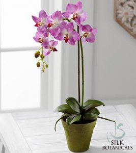 Purple Phalaenopsis Orchid Plant