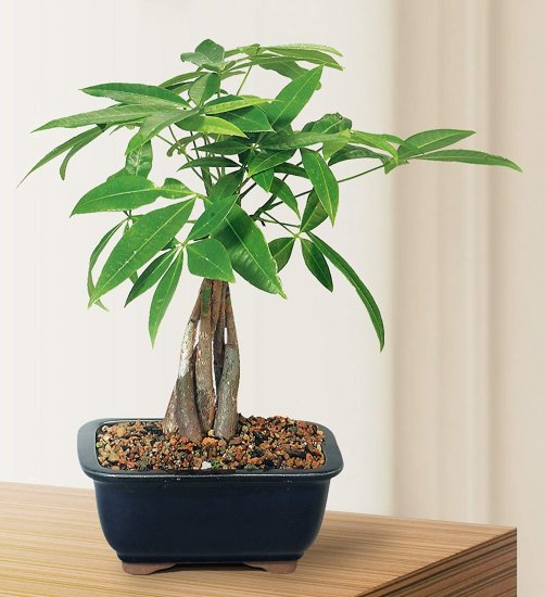Braided Money Tree - Click Image to Close