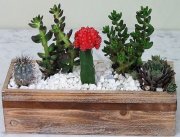 Cactus Heaven Garden Cactus Heaven Garden