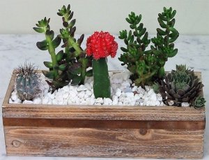 Cactus Heaven Garden