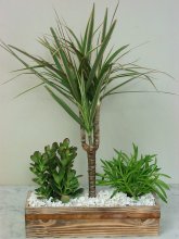 Tropical Palm Garden Tropical Palm Garden