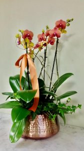 Above Sunset Orchid Planter