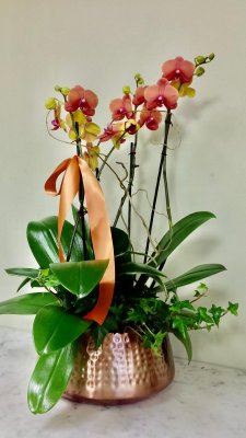 Above Sunset Orchid Planter