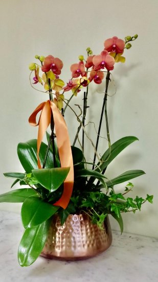Above Sunset Orchid Planter - Click Image to Close