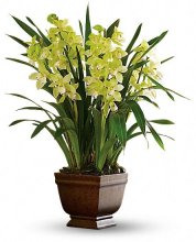Splendid Orchid Splendid Orchid