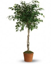 Towering Ficus Plants Towering Ficus Plants