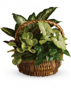 Emeral Garden Basket Plants
