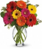 The Gerbera Brights Bouquet The Gerbera Brights Bouquet