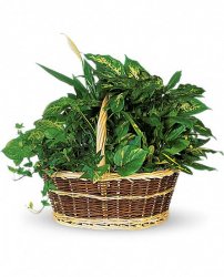 Basket Garden Plants  Basket Garden Plants