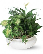 Medium Dish Garden Plants Medium Dish Garden Plants