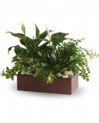 Peaceful Expressions Planter Peaceful Expressions Planter