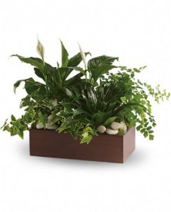 Peaceful Expressions Planter